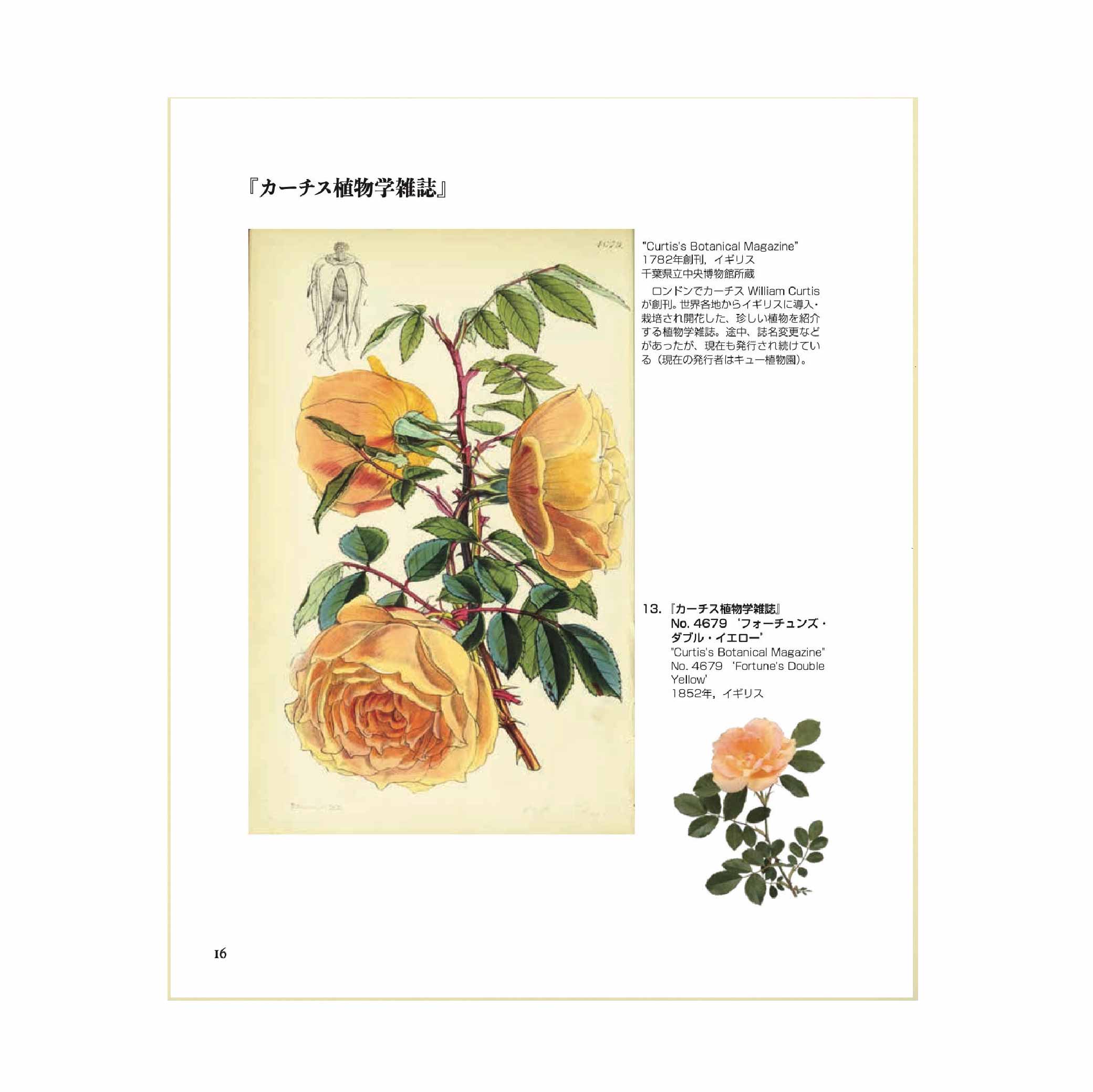 バラのすべて ～All about Roses～ | 千葉県立中央博物館ミュージアム